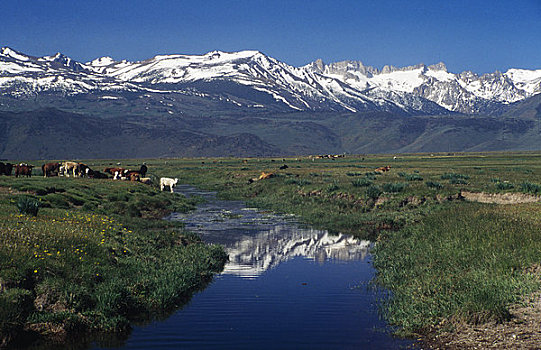 母牛,内华达山脉,加利福尼亚