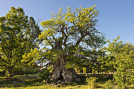 橡树,瑞典,上方,1000年,史马兰,欧洲