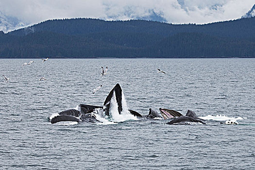 驼背鲸,大翅鲸属,鲸鱼,阿拉斯加,美国