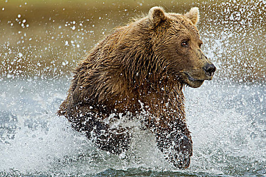 美国,阿拉斯加,卡特麦国家公园,大灰熊,棕熊,捕鱼,卵,三文鱼,湾,夏末,白天