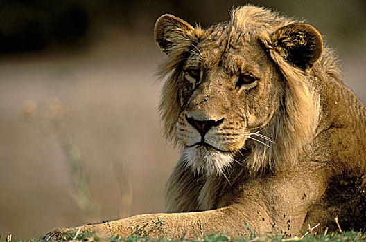 非洲,博茨瓦纳,奥卡万戈三角洲,雌狮,狮子,稀有,雌性