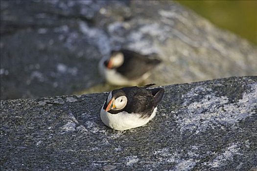 大西洋角嘴海雀,北极,岛屿,挪威,斯堪的纳维亚,欧洲