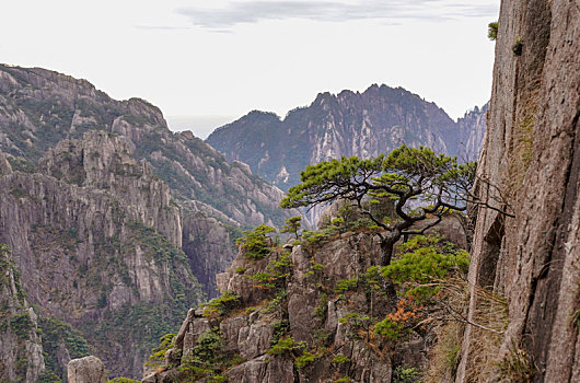 黄山松