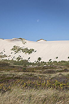 流砂,沙丘,风景,靠近,清单,叙尔特岛,石勒苏益格,黑白花牛,德国