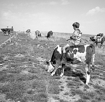 年幼,母牛,靠近,德国,欧洲