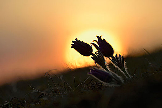 白头翁花,花,落日