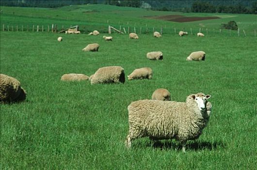绵羊,放牧,绿色,地点