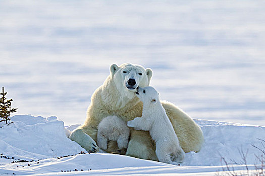 母兽,北极熊,幼兽,瓦普斯克国家公园,曼尼托巴,加拿大