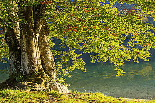 古树,湖,斯洛文尼亚