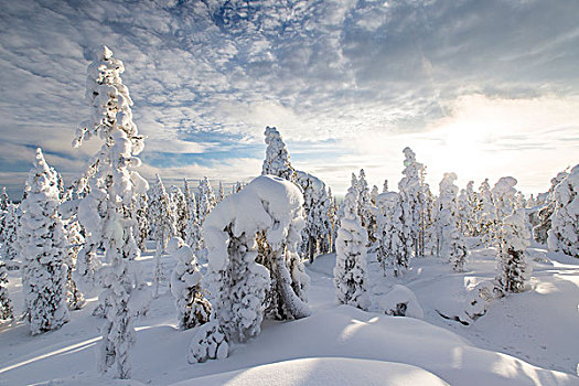 冬日树林,芬兰,欧洲