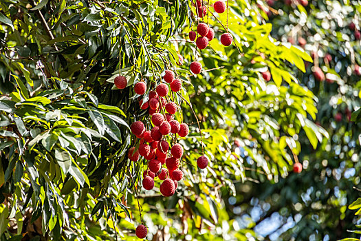ripe,lychee,fruits,on,tree,in,the,plantation