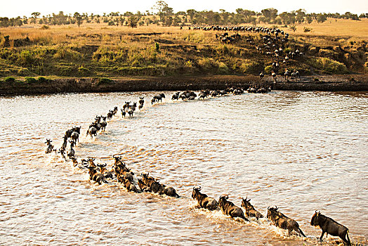 大量,角马,洪水,马拉河,塞伦盖蒂国家公园,坦桑尼亚