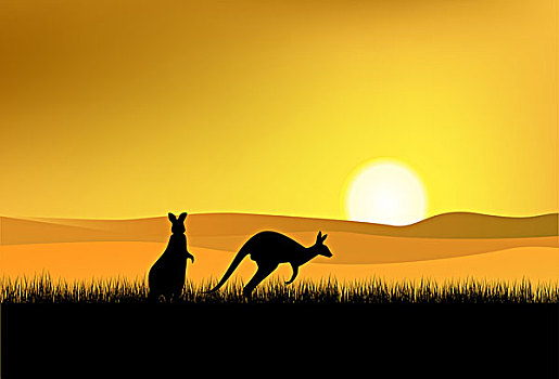 澳大利亚,野生动物,日落,背景