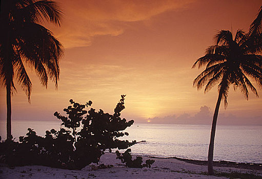 剪影,棕榈树,海滩,日落,巴拉科阿,古巴