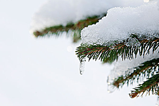 积雪,冷杉,枝条,冰柱