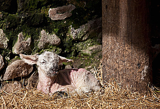 羊羔,放入,干草,诺森伯兰郡,英格兰