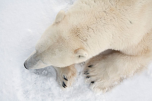 北极熊,俯视,展示,特写,上半身,丘吉尔市,曼尼托巴,加拿大