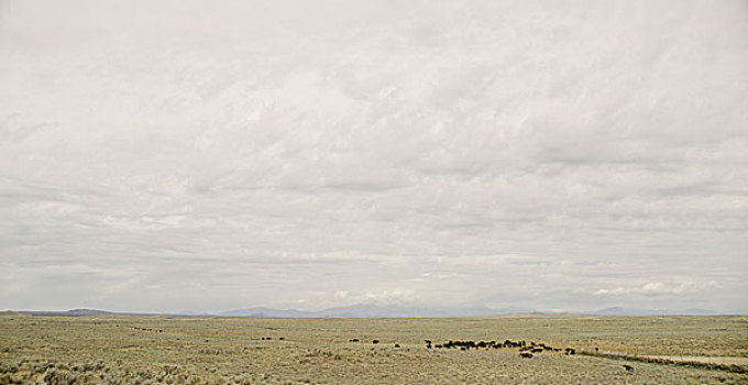 大量,牛,风景,灰色,阴天