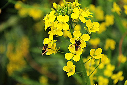 油菜花