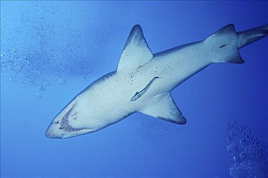 虎鲨,北卡罗来纳,美国