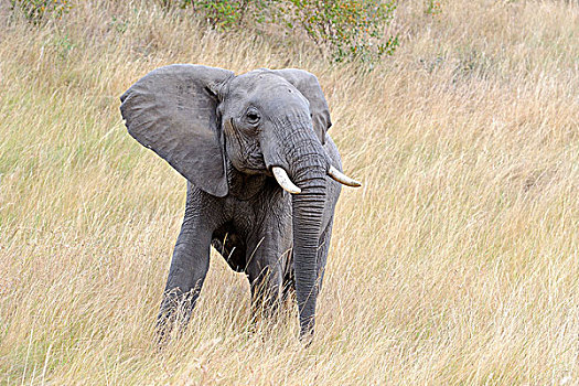 非洲,大象,威胁,姿势,马赛马拉,肯尼亚,东非
