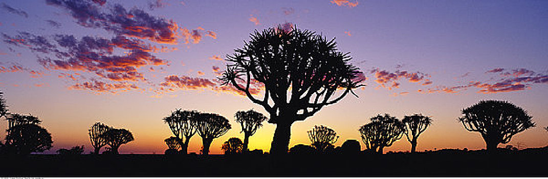 抖树,日落,基特曼斯胡普,纳米比亚
