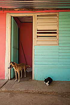 猫,狗,路边,户外,彩色,建筑