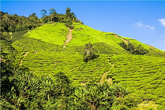 绿色,山,茶,金马伦高地,马来西亚