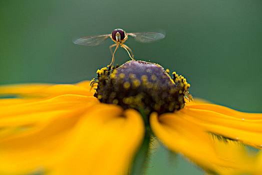 蜜蜂018