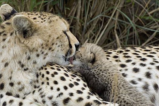 印度豹,猎豹,白天,老,幼兽,攀登,母兽,马赛马拉,自然保护区,肯尼亚