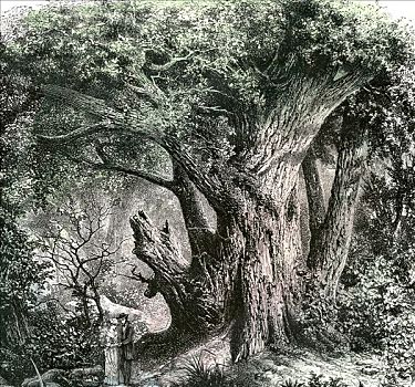 伴侣,木头,1891年