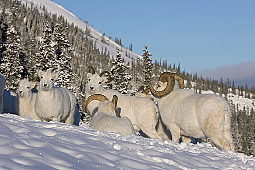 绵羊,白大角羊,母羊,羊羔,雪中,育空,加拿大
