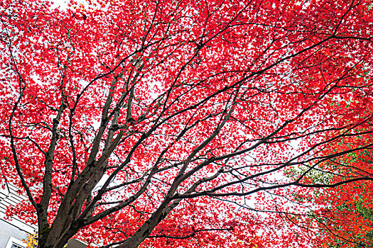 树,红叶,远景,道路,波特兰
