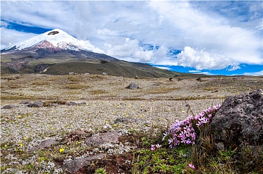 火山,上方,高原,遮盖,花,藏红花,安第斯,高地,厄瓜多尔,南美