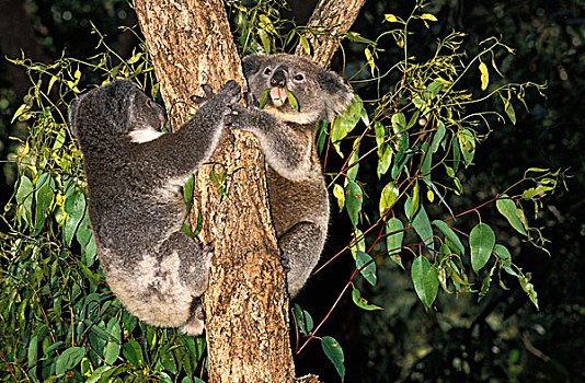 树袋熊,成年,悬挂,枝条,澳大利亚