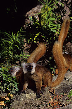 马达加斯加,诺西空巴,黑狐猴