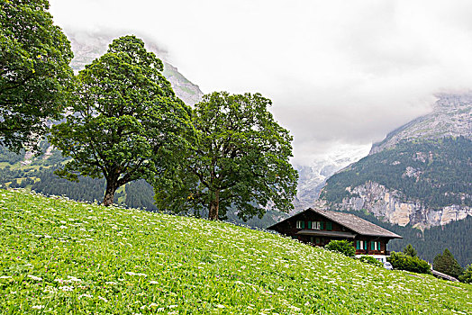 风景,格林德威尔,少女峰,区域,伯尔尼阿尔卑斯山,伯恩高地,伯恩,瑞士