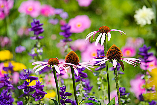 紫锥菊,金花菊,草本,多年生植物,植物园,牛津