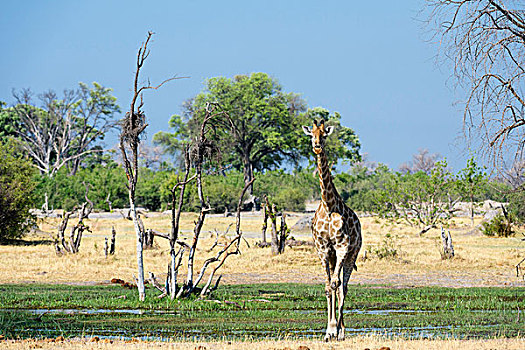 南方长颈鹿,长颈鹿,走,奥卡万戈三角洲,博茨瓦纳,非洲