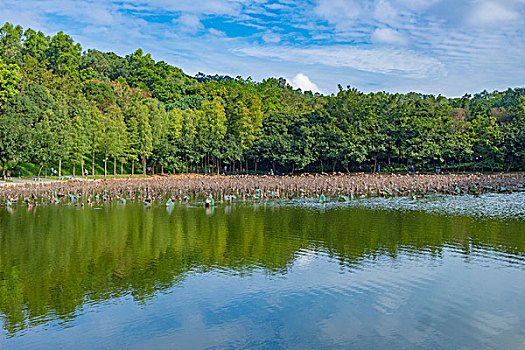 莲花山公园