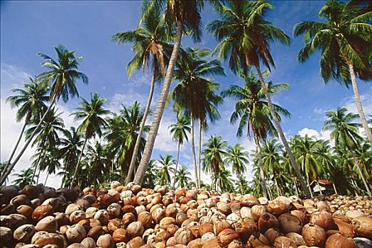 堆积,椰子,靠近,椰树,树,苏梅岛,泰国