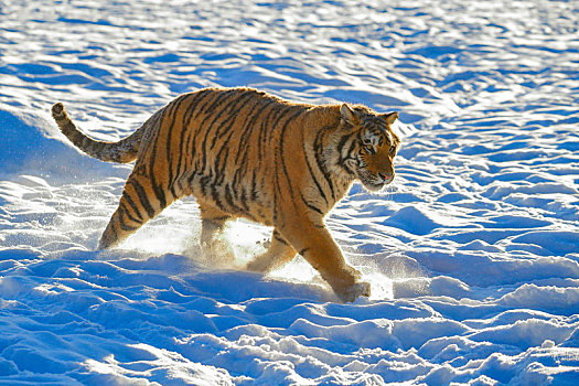 雪地中奔跑的东北虎