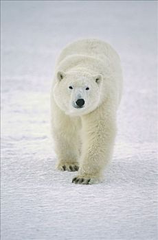 北极熊,成年,接近,摄影,丘吉尔市,曼尼托巴,加拿大