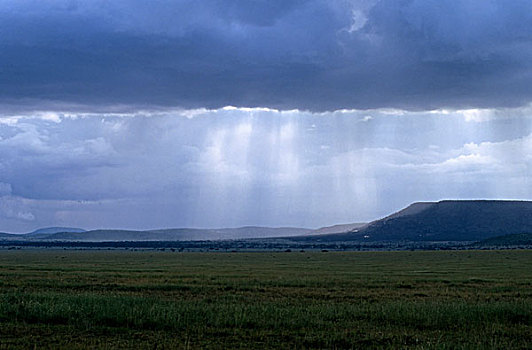 坦桑尼亚,塞伦盖蒂,草,朴素,阵雨