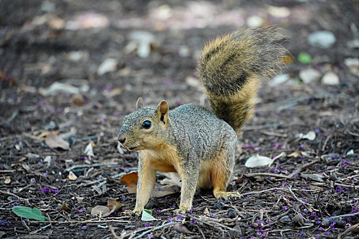 松鼠-squirrel