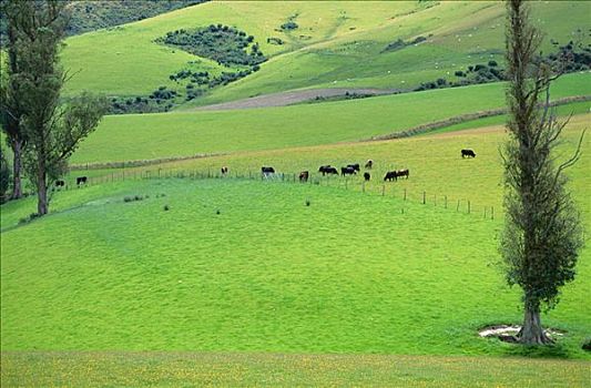 牛,放牧,靠近,南岛,新西兰