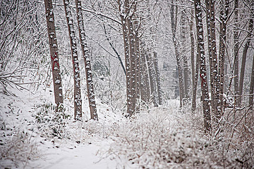 雪后树林