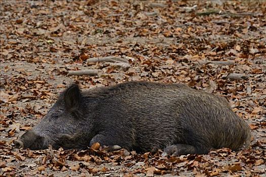 野猪,休息,雉,地面,威斯巴登,黑森州,德国,欧洲