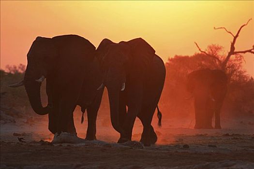 非洲象,日落,萨维提,乔贝国家公园,博茨瓦纳,非洲