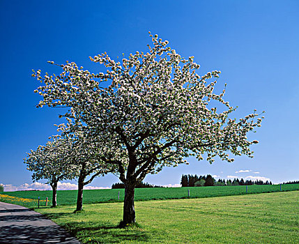 花,苹果树,靠近,斯瓦比亚,巴伐利亚